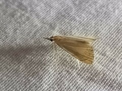 Haimbachia placidellus