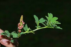 Indigofera hendecaphylla
