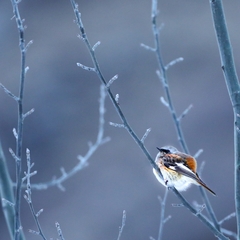 Phoenicurus erythronotus