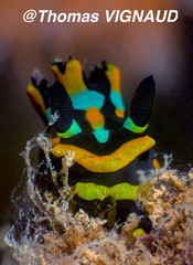 Tambja affinis
