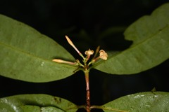 Ixora aluminicola