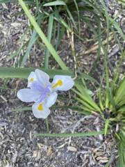 Dietes grandiflora
