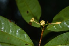 Ixora aluminicola