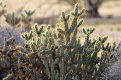 Cylindropuntia echinocarpa