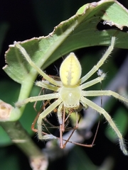 Neosparassus salacius