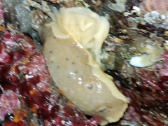 Geitodoris heathi