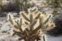 Cylindropuntia echinocarpa