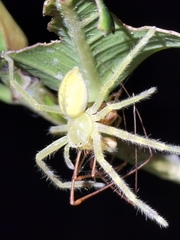 Neosparassus salacius