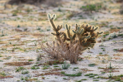 Cylindropuntia echinocarpa