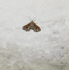 Diasemia accalis