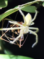 Neosparassus salacius