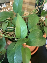 Epipremnum
