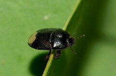 Microporus