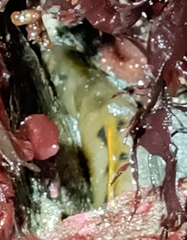 Apodichthys flavidus