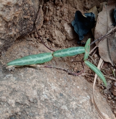 Hemidesmus indicus
