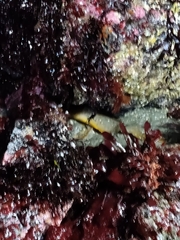 Apodichthys flavidus