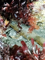 Apodichthys flavidus