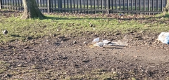 Columba livia