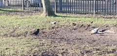 Corvus corone