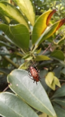 Alpaida gallardoi