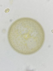 Coscinodiscophycidae