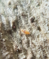 Entomobrya nigrocincta