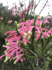 Erica densifolia