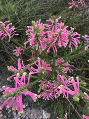 Erica densifolia