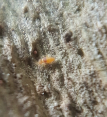 Entomobrya nigrocincta