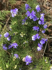 Psoralea