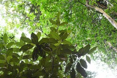 Miconia eriodonta