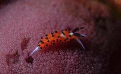 Favorinus tsuruganus