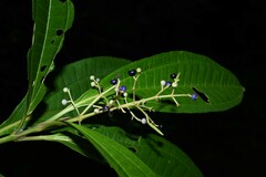 Miconia prasina