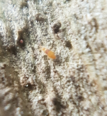 Entomobrya nigrocincta