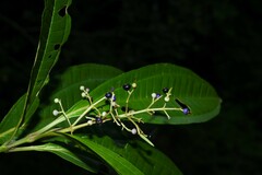Miconia prasina