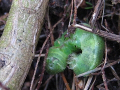 Phlogophora meticulosa