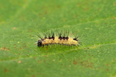 Acronicta leporina
