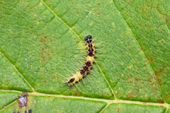 Acronicta leporina