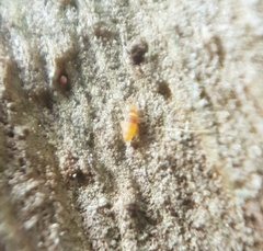 Entomobrya nigrocincta