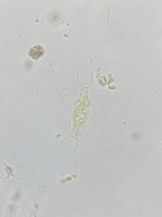 Eucampia