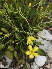 Villarsia capensis
