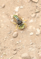 Bembix tarsata