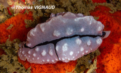 Phyllidiopsis shireenae