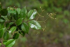 Myrcia splendens