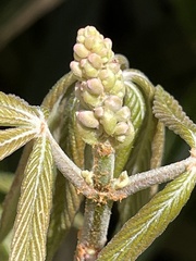 Aesculus sylvatica