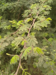 Dichrostachys cinerea