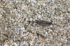 Lactista gibbosus