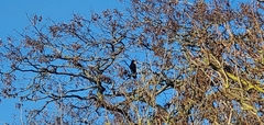 Corvus corone