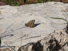 Hipparchia tamadabae