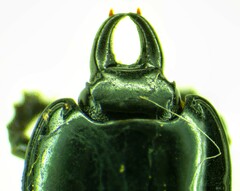 Hololepta
